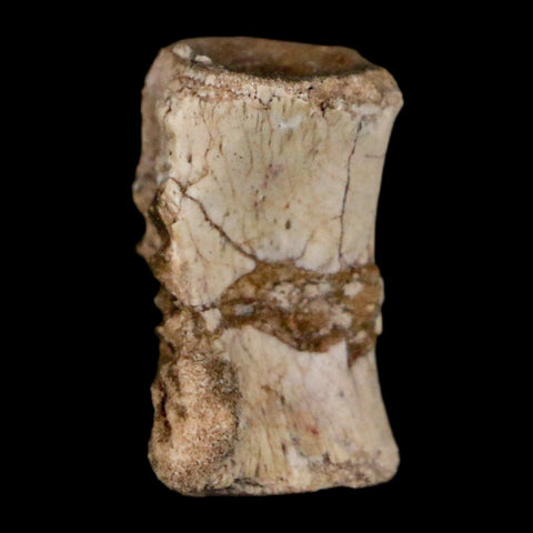 0.7" Coelophysis Fossil Vertebrae Bone Chinle FM AZ Late Triassic Theropod Dinosaur - Fossil Age Minerals