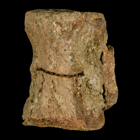 2.4" Pachycephalosaurus Dinosaur Fossil Vertebrae Bone Lance Creek FM Wyoming COA - Fossil Age Minerals