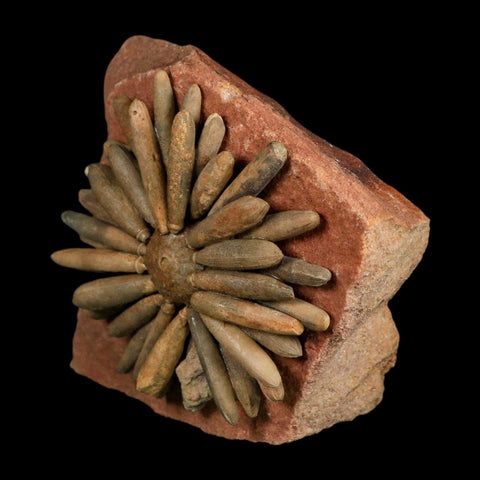 3.1" Highly Detailed Asterocidaris Sea Urchin Fossil Echinoid Boulmane Morocco - Fossil Age Minerals