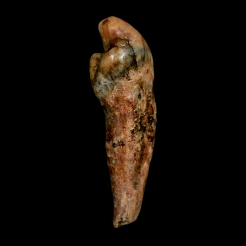 1.3" Extinct Cave Bear Ursus Spelaeus Incisor Tooth Rooted Pleistocene Age COA, Stand