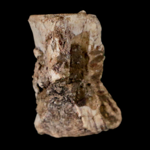 0.7" Coelophysis Fossil Vertebrae Bone Chinle FM AZ Late Triassic Theropod Dinosaur - Fossil Age Minerals