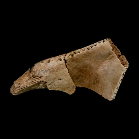 1.5" Fossil Turtle Jaw Section Lance Creek FM Wyoming Dinosaur Cretaceous Age