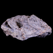 1.4" Tyrannosaurus Rex Fossil Bone Section Dinosaur Lance Creek FM Wyoming COA