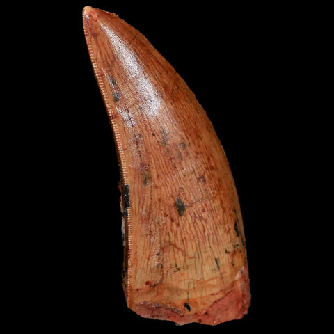 2.9" Carcharodontosaurus Fossil Tooth Cretaceous Theropod Dinosaur Stand, COA - Fossil Age Minerals