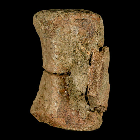 2.4" Pachycephalosaurus Dinosaur Fossil Vertebrae Bone Lance Creek FM Wyoming COA - Fossil Age Minerals