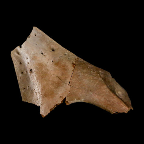 1.5" Fossil Turtle Jaw Section Lance Creek FM Wyoming Dinosaur Cretaceous Age