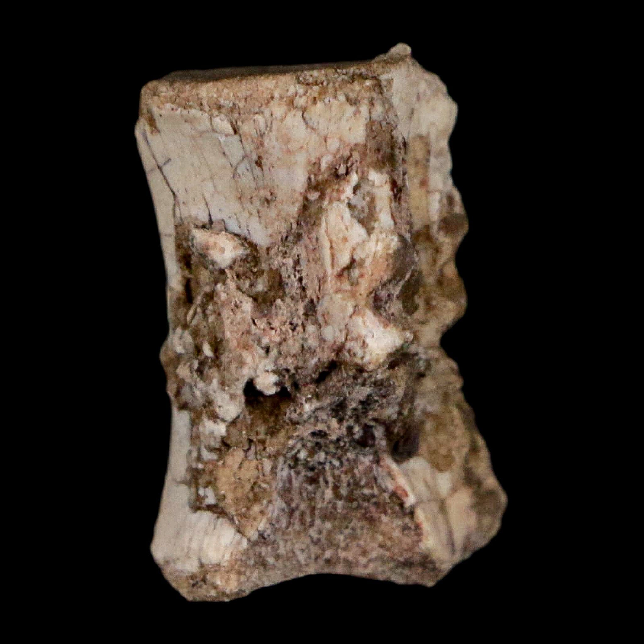 0.7" Coelophysis Fossil Vertebrae Bone Chinle FM AZ Late Triassic Theropod Dinosaur - Fossil Age Minerals