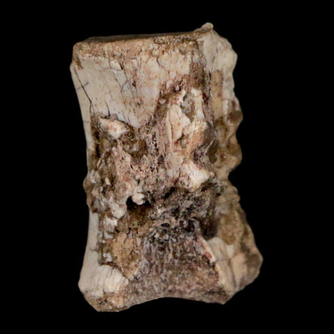 0.7" Coelophysis Fossil Vertebrae Bone Chinle FM AZ Late Triassic Theropod Dinosaur - Fossil Age Minerals