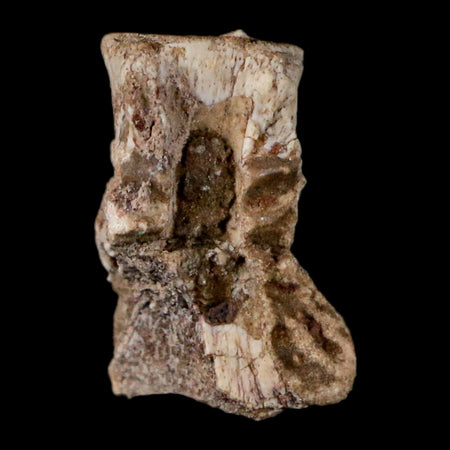 0.7" Coelophysis Fossil Vertebrae Bone Chinle FM AZ  Late Triassic Theropod Dinosaur