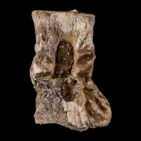 0.7" Coelophysis Fossil Vertebrae Bone Chinle FM AZ Late Triassic Theropod Dinosaur - Fossil Age Minerals