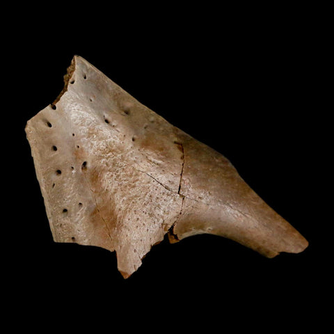 1.5" Fossil Turtle Jaw Section Lance Creek FM Wyoming Dinosaur Cretaceous Age