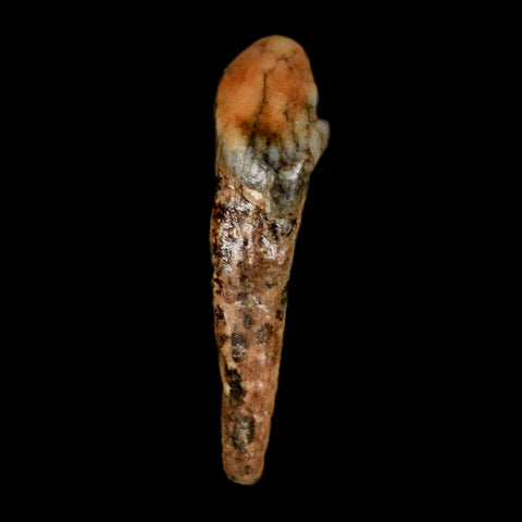 1.3" Extinct Cave Bear Ursus Spelaeus Incisor Tooth Rooted Pleistocene Age COA, Stand