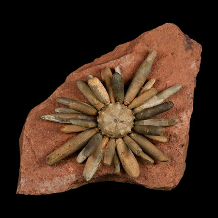 4.4" Highly Detailed Asterocidaris Sea Urchin Fossil Echinoid Boulmane Morocco