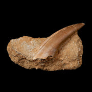 XL 2" Plesiosaur Zarafasaura Tooth Fossil In Matrix Cretaceous Dinosaur Era COA