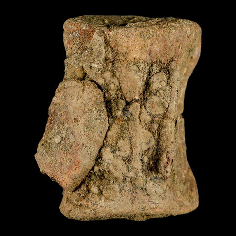 2.4" Pachycephalosaurus Dinosaur Fossil Vertebrae Bone Lance Creek FM Wyoming COA - Fossil Age Minerals