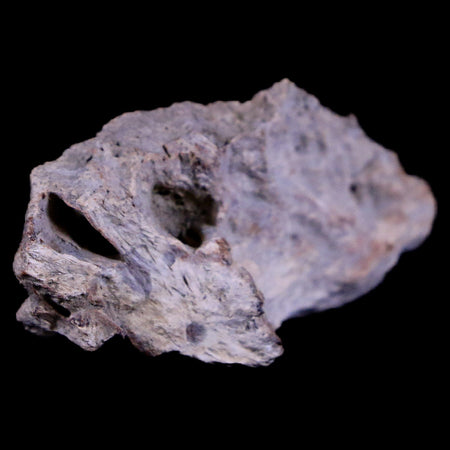 1.4" Tyrannosaurus Rex Fossil Bone Section Dinosaur Lance Creek FM Wyoming COA