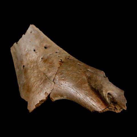 1.5" Fossil Turtle Jaw Section Lance Creek FM Wyoming Dinosaur Cretaceous Age