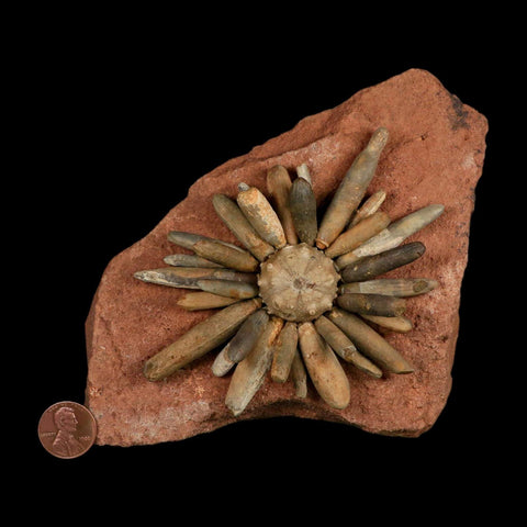 4.4" Highly Detailed Asterocidaris Sea Urchin Fossil Echinoid Boulmane Morocco - Fossil Age Minerals