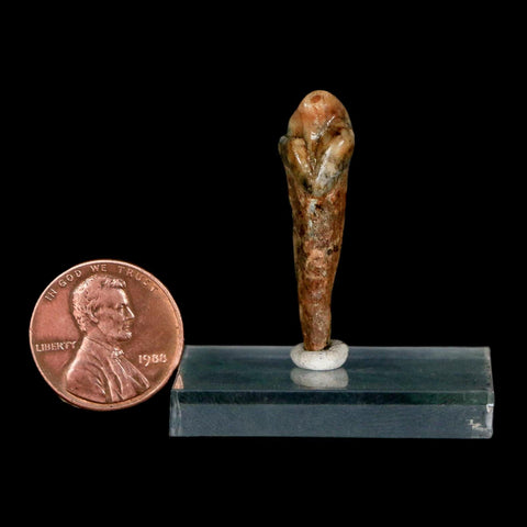 1.3" Extinct Cave Bear Ursus Spelaeus Incisor Tooth Rooted Pleistocene Age COA, Stand