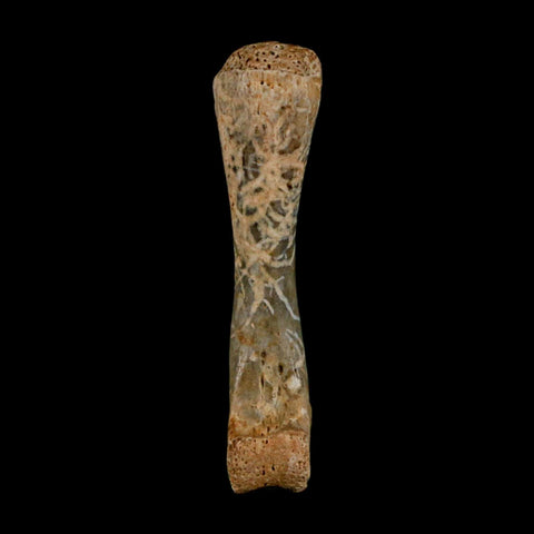 1.3" Fossil Turtle Limb Bone Lance Creek FM Wyoming Dinosaur Cretaceous Age