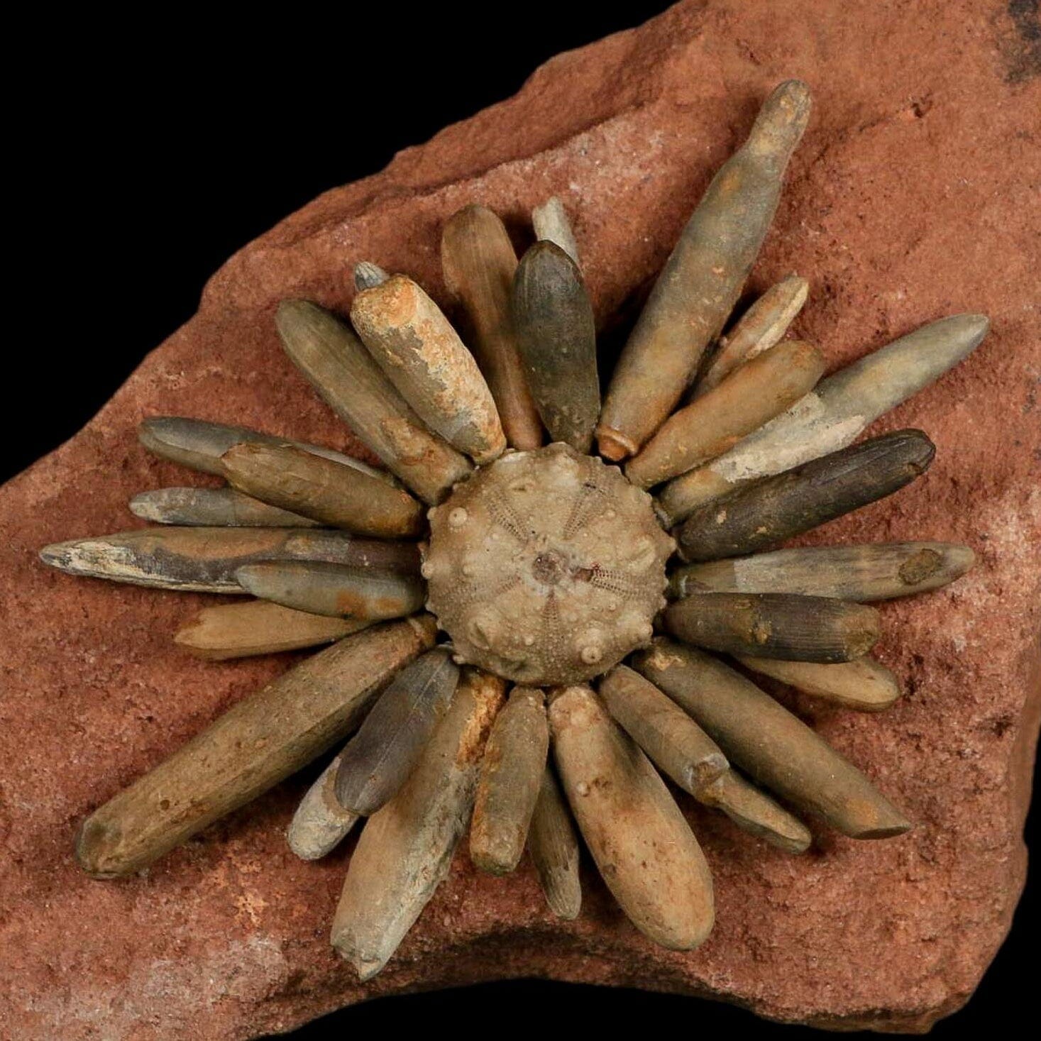 4.4" Highly Detailed Asterocidaris Sea Urchin Fossil Echinoid Boulmane Morocco - Fossil Age Minerals