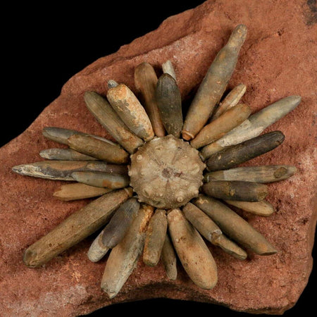 4.4" Highly Detailed Asterocidaris Sea Urchin Fossil Echinoid Boulmane Morocco