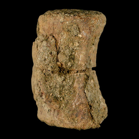 2.4" Pachycephalosaurus Dinosaur Fossil Vertebrae Bone Lance Creek FM Wyoming COA - Fossil Age Minerals