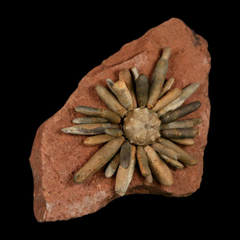 4.4" Highly Detailed Asterocidaris Sea Urchin Fossil Echinoid Boulmane Morocco - Fossil Age Minerals