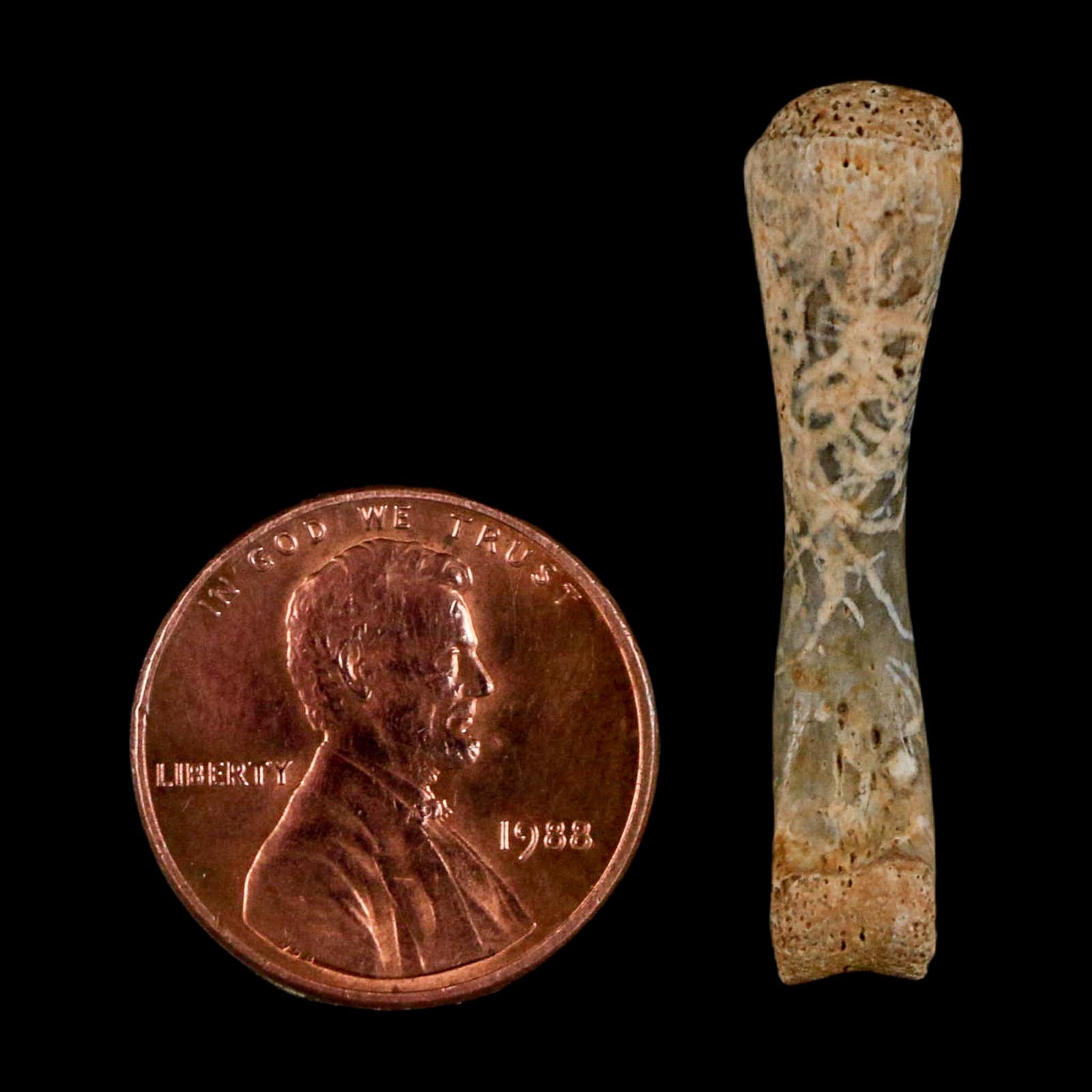 1.3" Fossil Turtle Limb Bone Lance Creek FM Wyoming Dinosaur Cretaceous Age - Fossil Age Minerals
