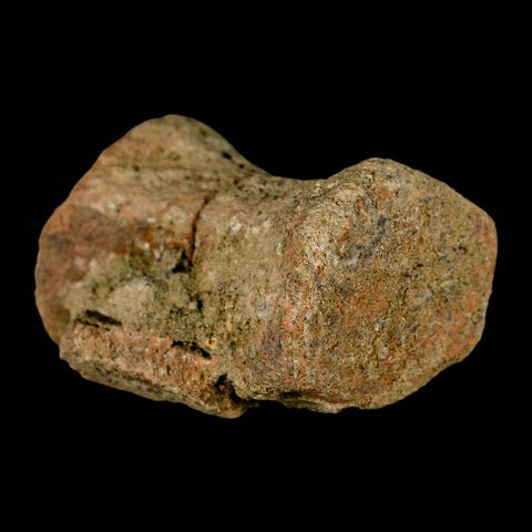 2.4" Pachycephalosaurus Dinosaur Fossil Vertebrae Bone Lance Creek FM Wyoming COA - Fossil Age Minerals