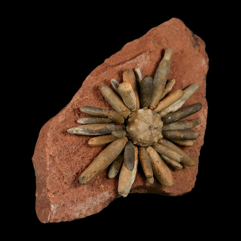 4.4" Highly Detailed Asterocidaris Sea Urchin Fossil Echinoid Boulmane Morocco - Fossil Age Minerals