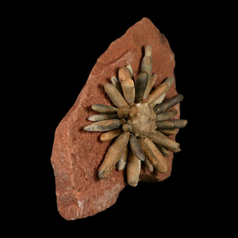 4.4" Highly Detailed Asterocidaris Sea Urchin Fossil Echinoid Boulmane Morocco - Fossil Age Minerals