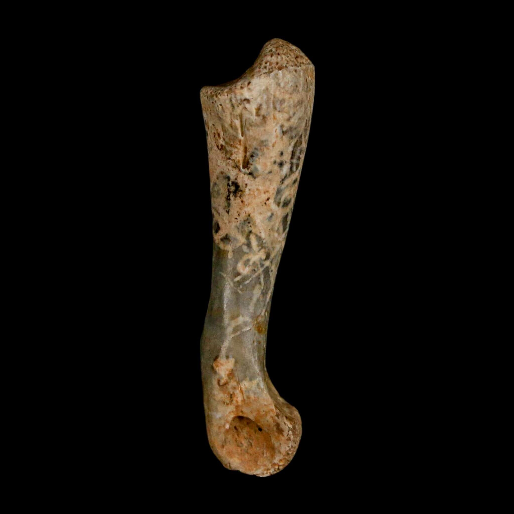1.3" Fossil Turtle Limb Bone Lance Creek FM Wyoming Dinosaur Cretaceous Age - Fossil Age Minerals