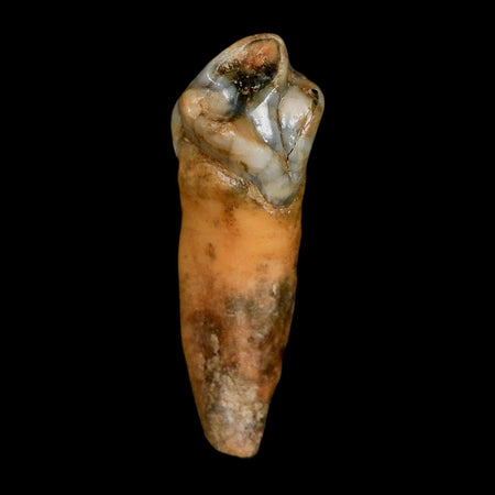 1.4" Extinct Cave Bear Ursus Spelaeus Incisor Tooth Rooted Pleistocene Age COA, Stand