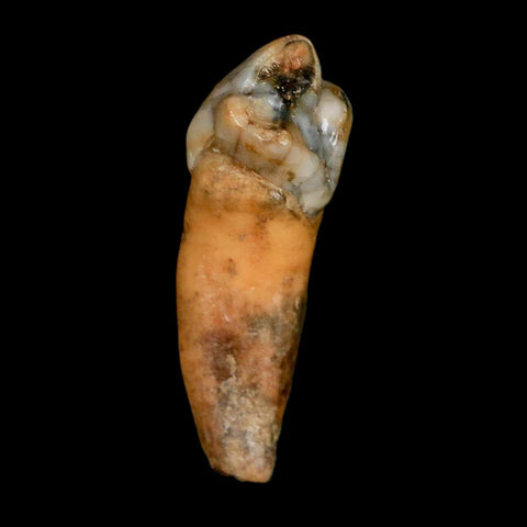 1.4" Extinct Cave Bear Ursus Spelaeus Incisor Tooth Rooted Pleistocene Age COA, Stand