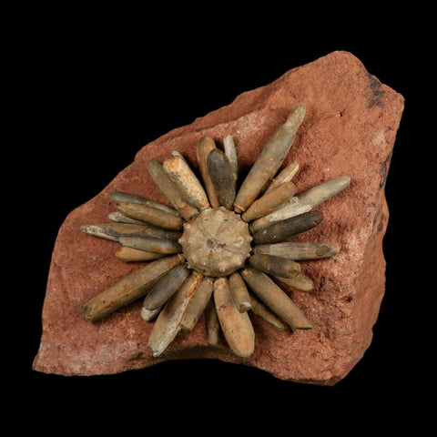 4.4" Highly Detailed Asterocidaris Sea Urchin Fossil Echinoid Boulmane Morocco - Fossil Age Minerals