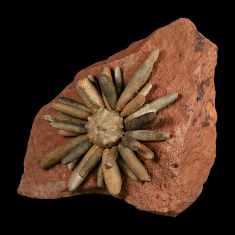 4.4" Highly Detailed Asterocidaris Sea Urchin Fossil Echinoid Boulmane Morocco - Fossil Age Minerals