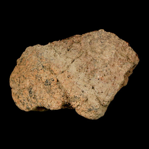 2" Pachycephalosaurus Dinosaur Skull Dome Fossil Lance Creek FM Wyoming COA - Fossil Age Minerals