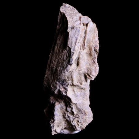 1.7" Tyrannosaurus Rex Fossil Bone Section Dinosaur Lance Creek FM Wyoming COA