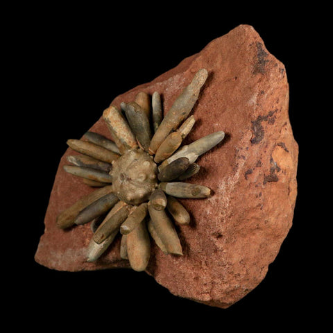 4.4" Highly Detailed Asterocidaris Sea Urchin Fossil Echinoid Boulmane Morocco - Fossil Age Minerals