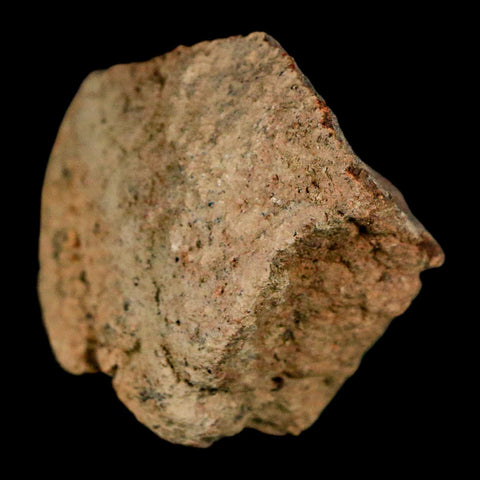 2" Pachycephalosaurus Dinosaur Skull Dome Fossil Lance Creek FM Wyoming COA - Fossil Age Minerals