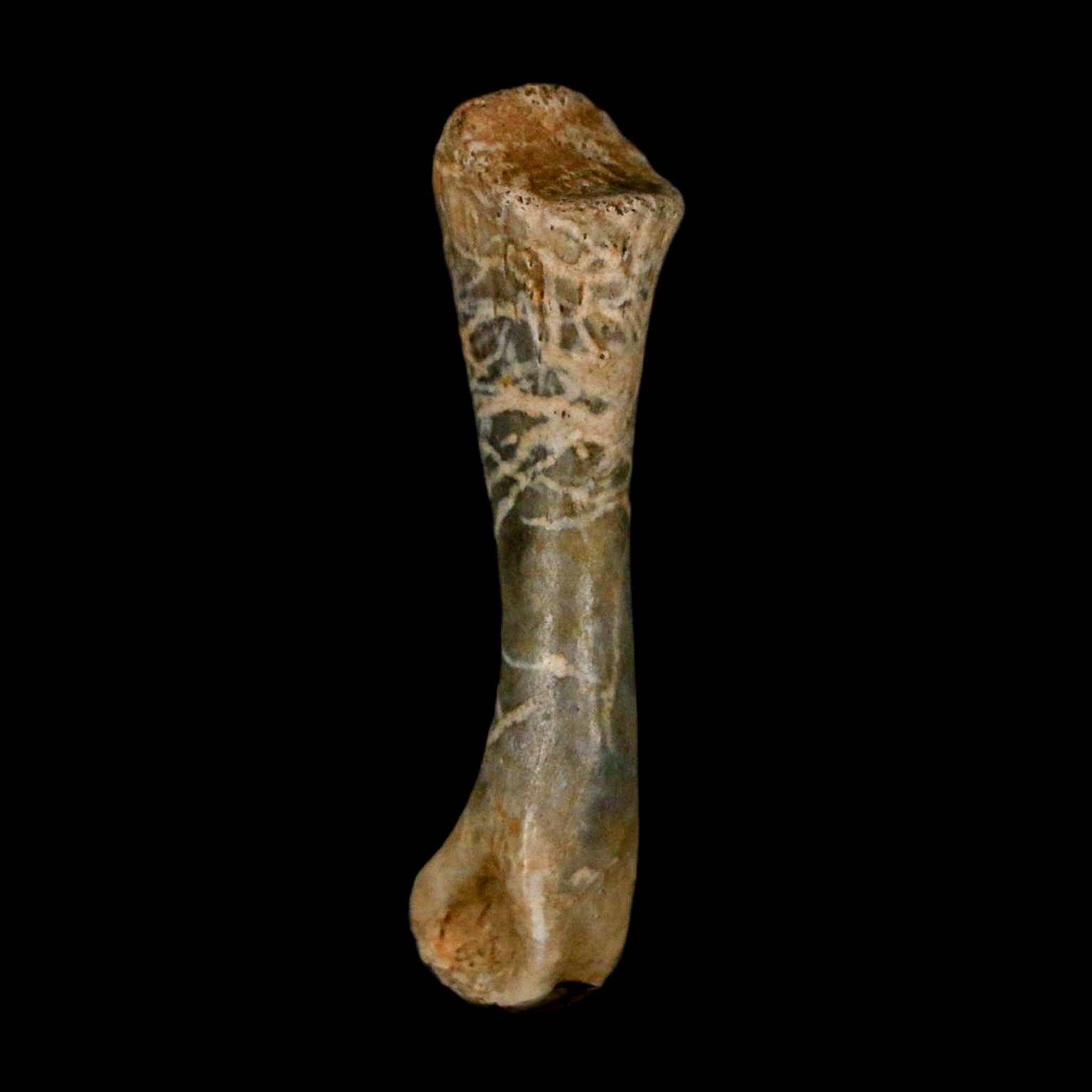 1.3" Fossil Turtle Limb Bone Lance Creek FM Wyoming Dinosaur Cretaceous Age - Fossil Age Minerals