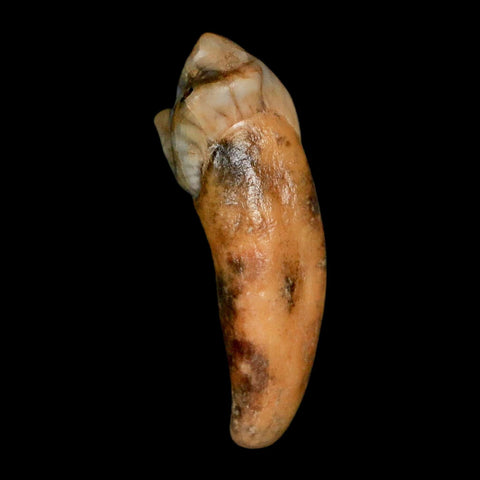 1.4" Extinct Cave Bear Ursus Spelaeus Incisor Tooth Rooted Pleistocene Age COA, Stand