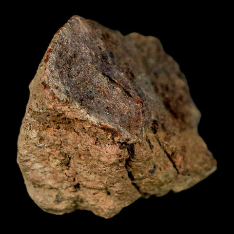 2" Pachycephalosaurus Dinosaur Skull Dome Fossil Lance Creek FM Wyoming COA - Fossil Age Minerals