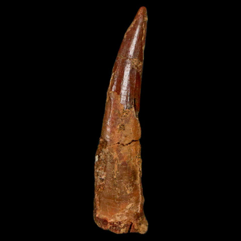 1.3" Pterosaur Coloborhynchus Fossil Tooth Upper Cretaceous Morocco COA, Display - Fossil Age Minerals