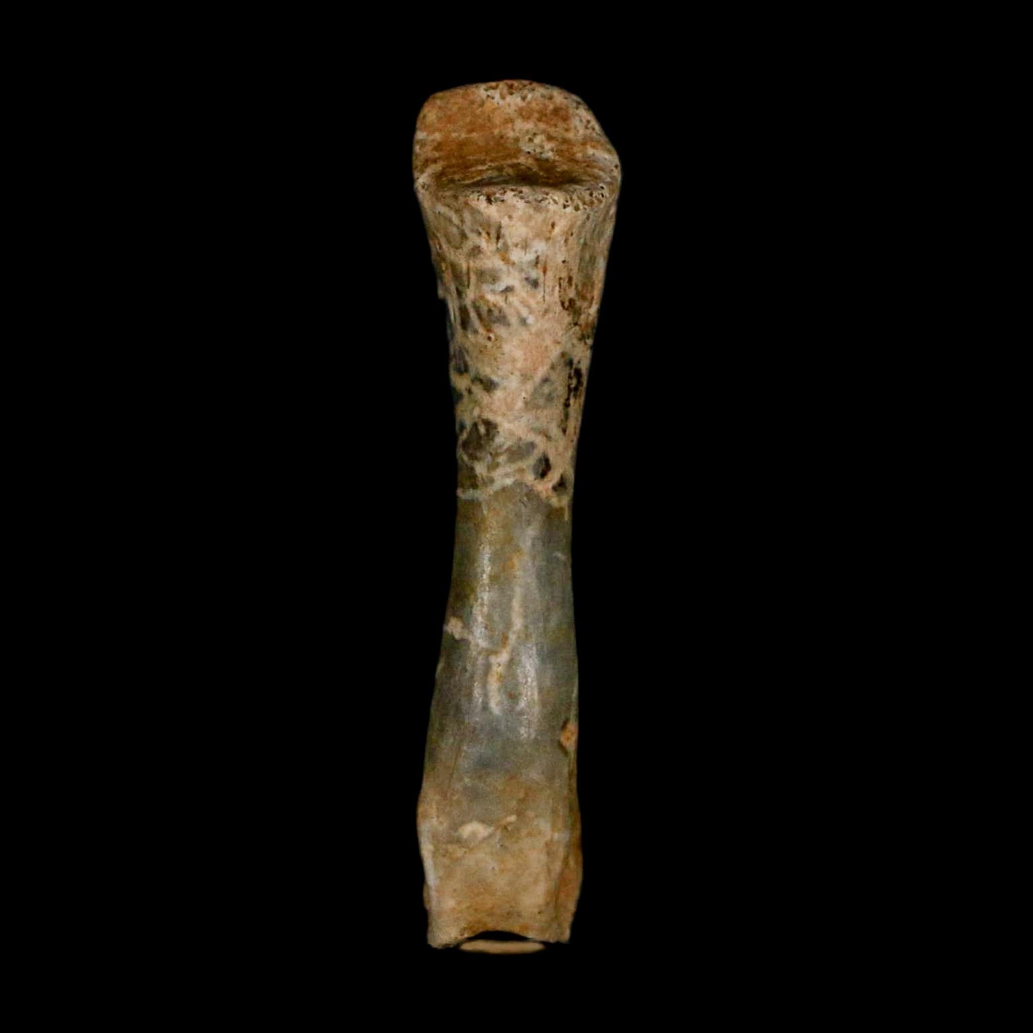 1.3" Fossil Turtle Limb Bone Lance Creek FM Wyoming Dinosaur Cretaceous Age - Fossil Age Minerals