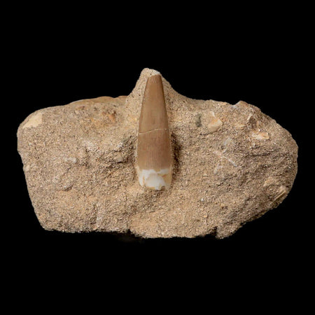 1.6" Plesiosaur Zarafasaura Tooth Fossil In Matrix Cretaceous Dinosaur Era COA