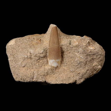 1.6" Plesiosaur Zarafasaura Tooth Fossil In Matrix Cretaceous Dinosaur Era COA