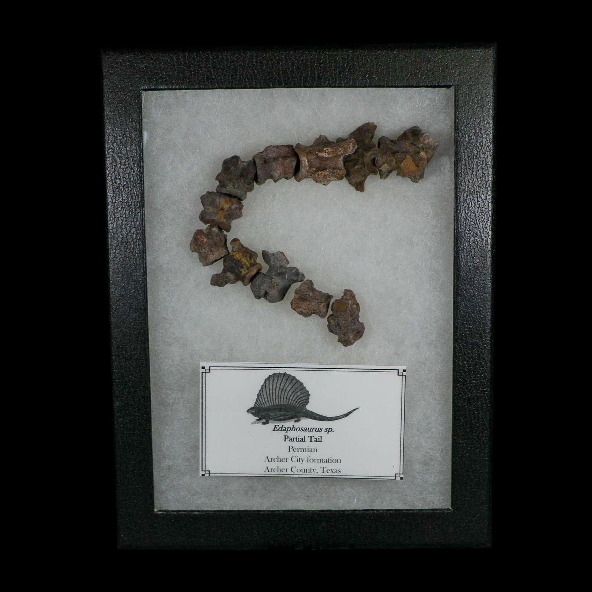 7" Edaphosaurus Tail Vertebrae's Bones Fossil Permian Age Archer County, Texas Display - Fossil Age Minerals