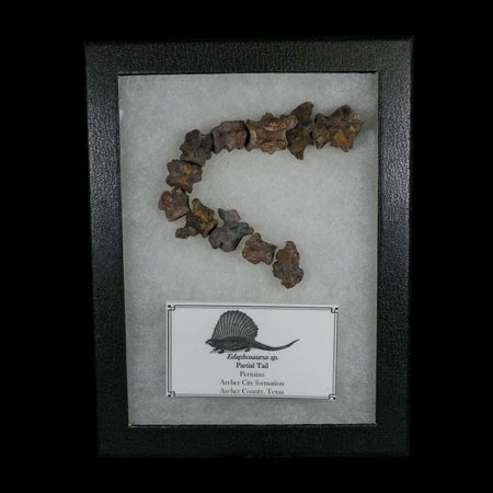 7" Edaphosaurus Tail Vertebrae's Bones Fossil Permian Age Archer County, Texas Display